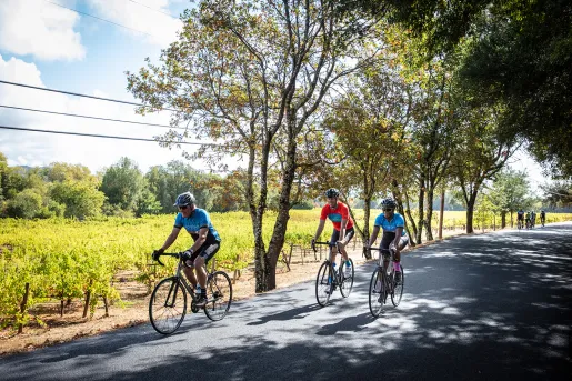 Group of guests riding on a shady road, vineyard to their right.