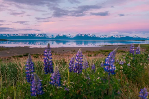 Wide shot of open meadow during sunrise, mountain range, large lake.