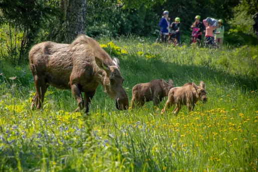Moose and calves