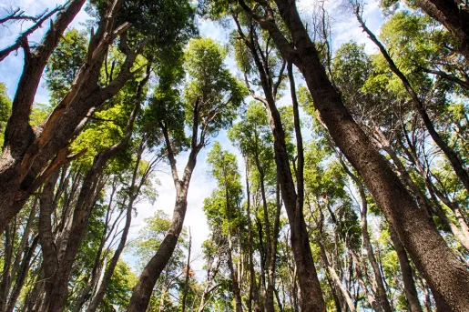 Point of view shot, looking up towards treetops in forest.