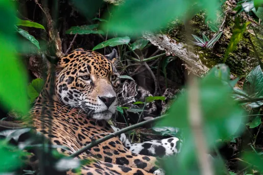 Jaguar Belize