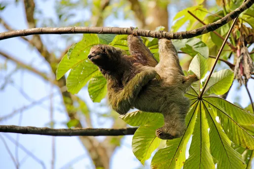 Sloth Hanging on Branch Costa Rica
