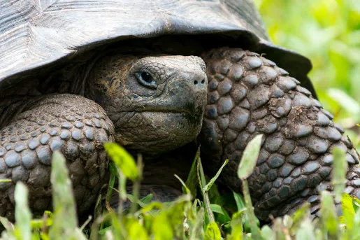 Closeup Turtle Ecuador