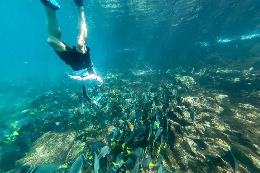 Snorkeling to Fish Galapagos