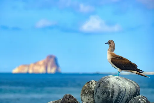 Blue-footed booby standing on a rock by ocean's edge with an island in the background.
