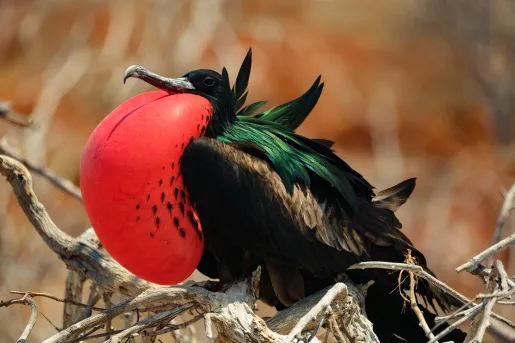 Frigatebird Ecuado