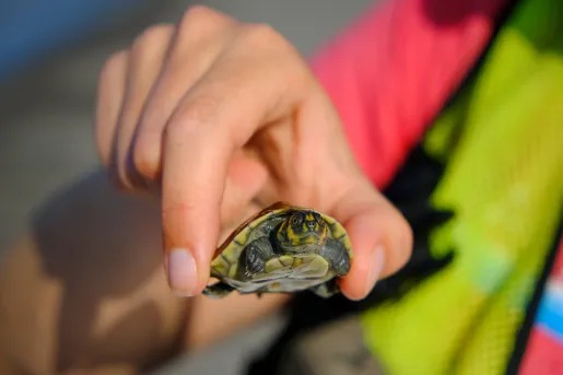 Baby Turtle Ecuador