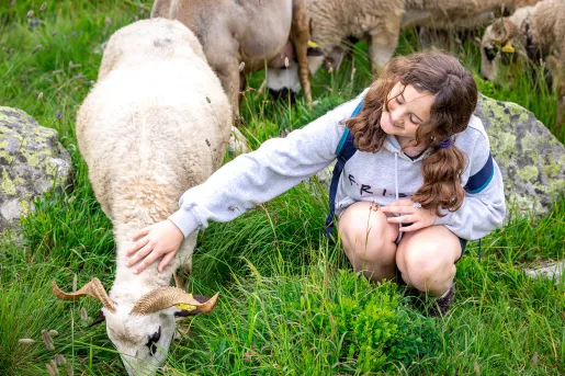 Young guest petting white sheep.