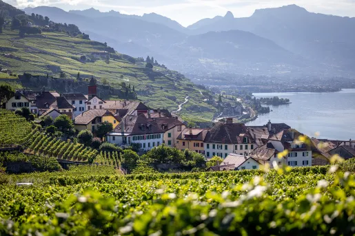 Wide shot of vineyard town, white houses, terracotta roofs. 