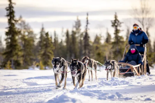 Dog Sledding Arctic