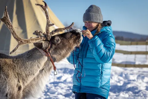 Guest Feeding Reindeer Sweden