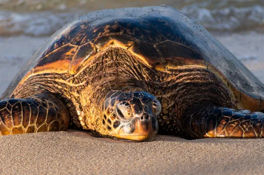 Sea turtle resting on a beach in Hawaii