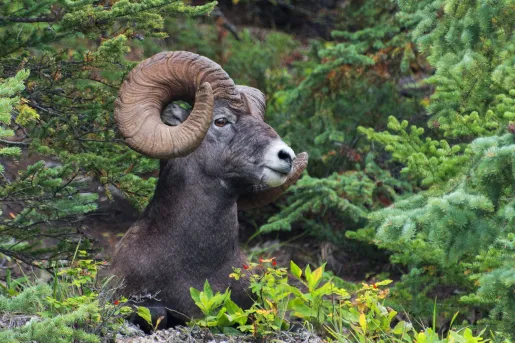 Close up of Bighorn.