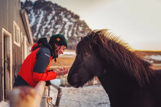 Barn Guest Icelandic Horse Icleand