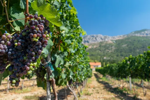 Close-up of red wine grapes, other vines, mountain in distance. 