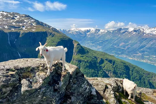 Mountain Goat Fjord
