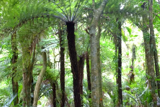 Hiking through a forest in New Zealand