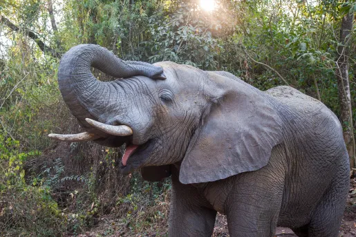 Elephant cooling itself