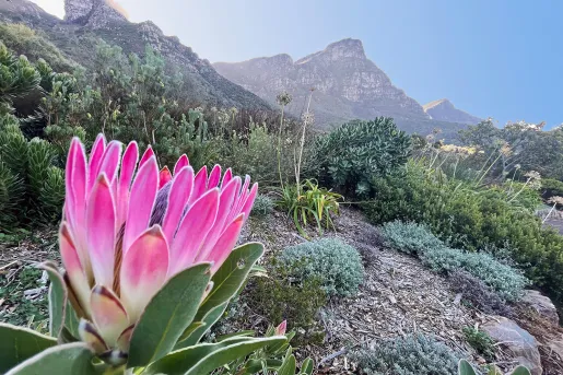 Flowering succulent in African landscape