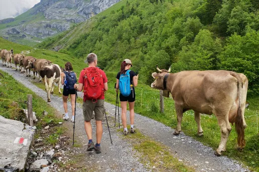 Three guests on trail, large line of cows in front of them.