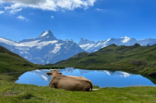 Wide shot of lake, bull in foreground, overlooking mountain.