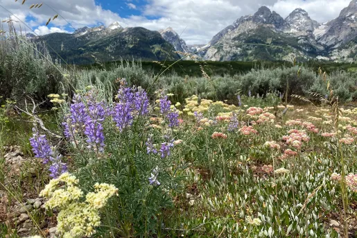 Colorful plants and lush backdrop