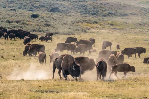 Bison playing and stampeding while kicking up clouds of dust