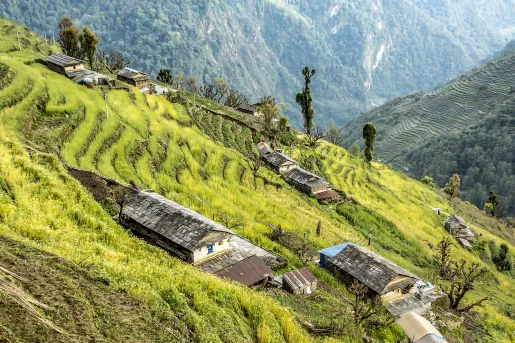 Rice Terraces on Annapurna Base Camp Trail