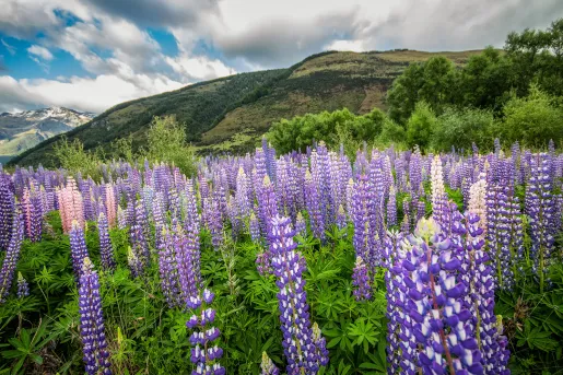 Field of purple flowers in New Zealand