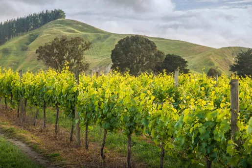 Shot of countryside vineyard, hills behind.