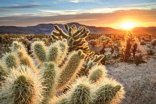 Field of cactus plants, sunset in background.