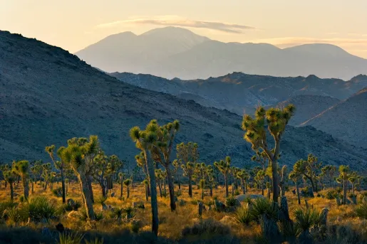 Field of Yucca trees, mountain range in background.