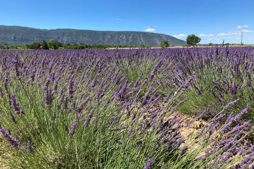Lavender Field