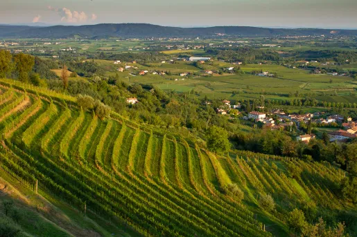 Terraced vineyards on grassy hills.