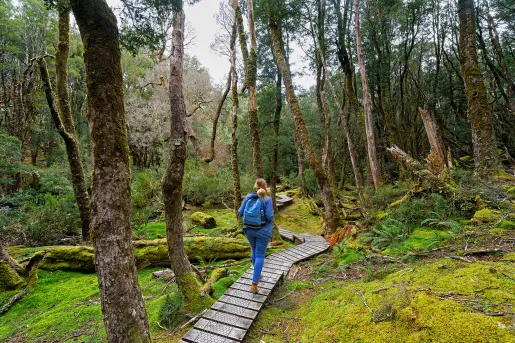 Hiker on trail in Cradle Mountain National Park, Tasmania, Australia.