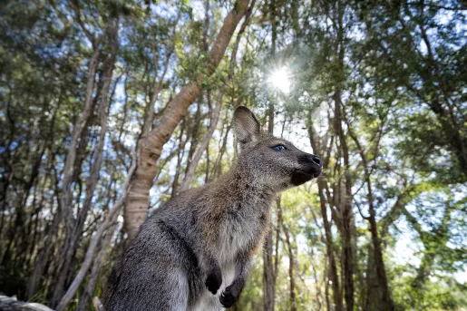 Freycinet National Park, Coles Bay, Tasmania.