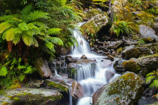Waterfall Long Exposure image in Lush Temperate Rainforest on the West Coast of Tasmania.