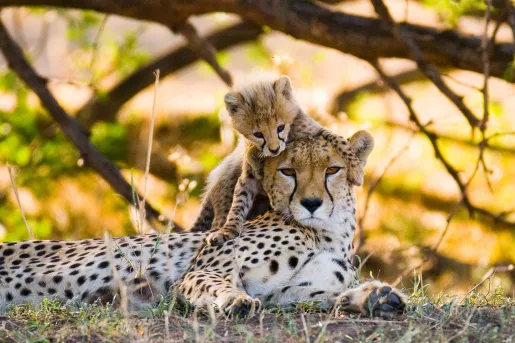 Mother cheetah and her cub in the savannah. Kenya. Tanzania. Africa. National Park. Serengeti. Maasai Mara. An excellent illustration