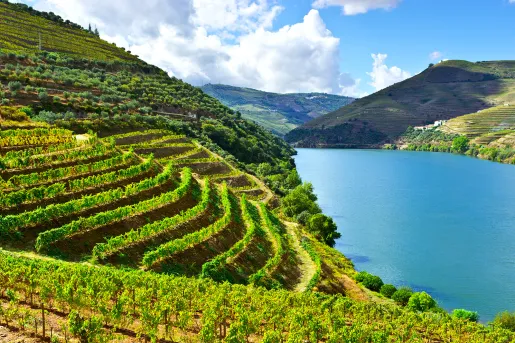 Shot of verdant hillside grapevines, river running through.