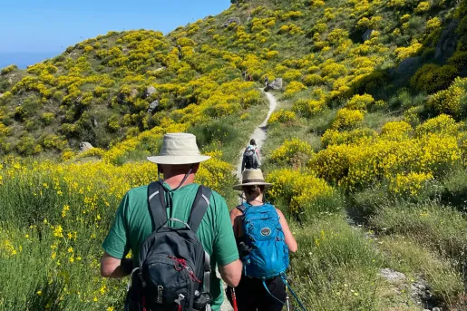 Group of guests hiking up flowery field and hill.