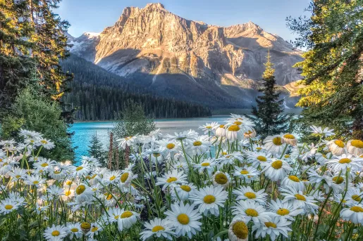 Wide shot of sunlit mountain, blue lake, Shasta Daisies.