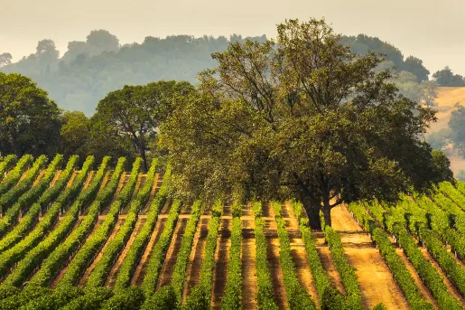 Wide shot of vineyard, large tree in center, hills in distance. 