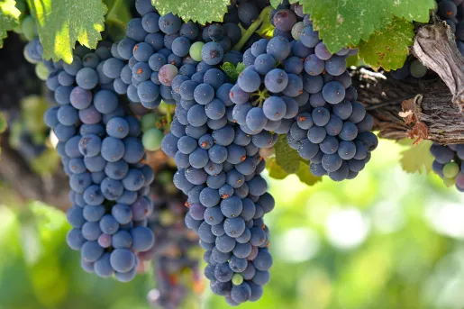 Close-up of red wine grapes.
