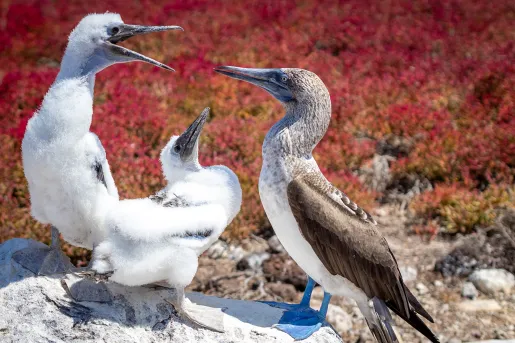 Blue Footed Boobies Ecuador