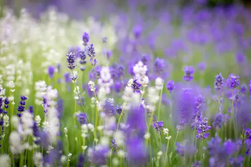 White and purple blooming lavender plants.
