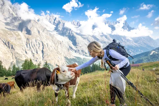 Guest petting cow, large, craggy mountain range in distance.