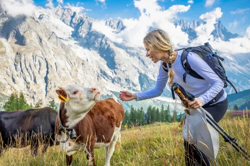 Feeding Cows Swiss Alps