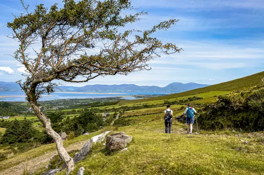 Wind Blown Tree Ireland