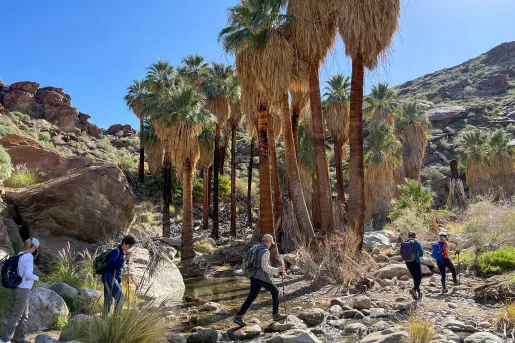 Guests hiking on desert trail, palms in background.