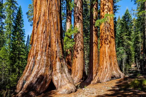Wide shot of redwood trees.